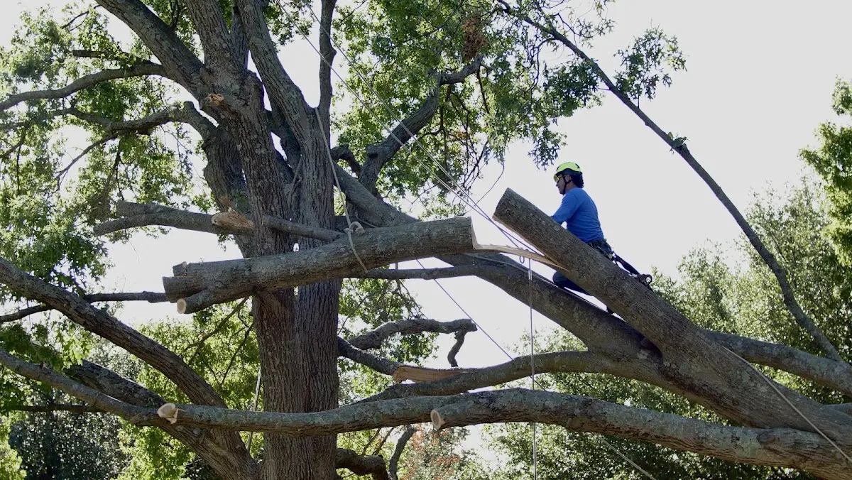 Professional Crown Thinning performed by certified arborists in Hartshorne