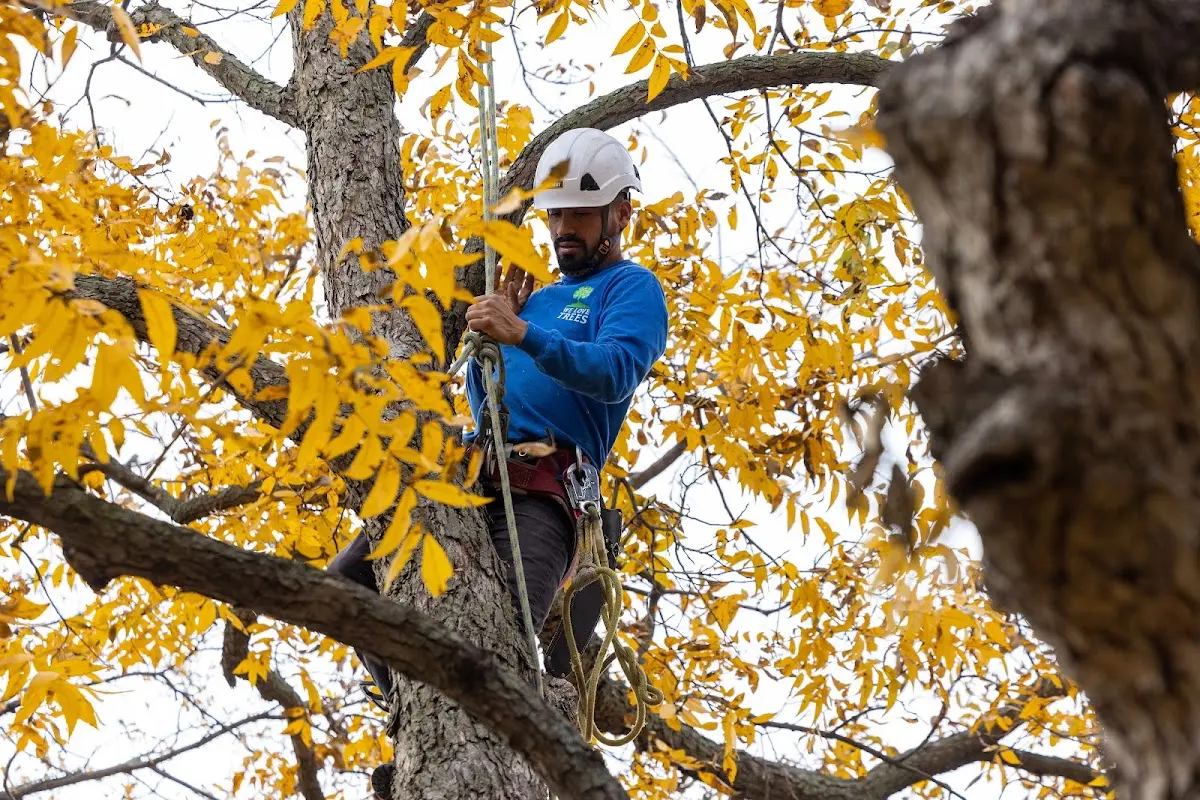 Skilled Tree Pruning crew working in Hartshorne