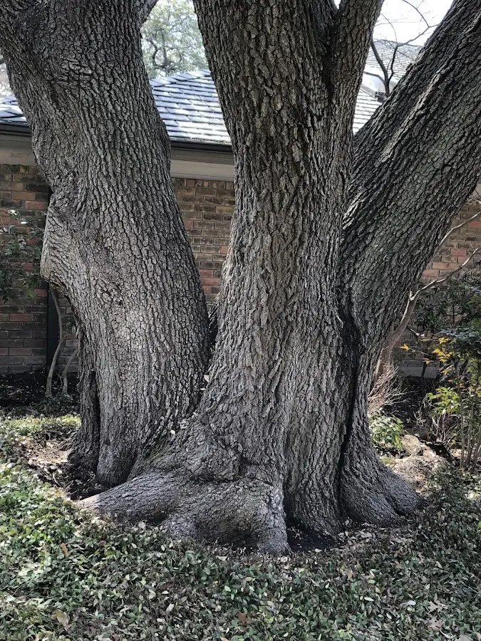 Mature heritage tree close to a Hartshorne property cared for by certified arborists